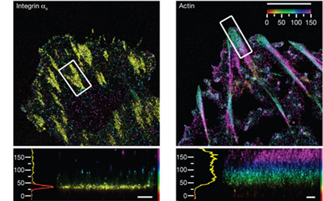 Figure 5. iPALM XY images of integrin αv (top left) and actin (top right) distributions in focal adhesion complexes within U2OS cells. The colormap is coded for z-position (see inset top right). Note that the z-distributions of these proteins (bottom left, bottom right) are clearly discernable using iPALM, despite both proteins occupying only ~100nm of axial distance from the cell membrane. Taken from P. Kanchanawong et al. Nature 468, 580-584 (2010)
