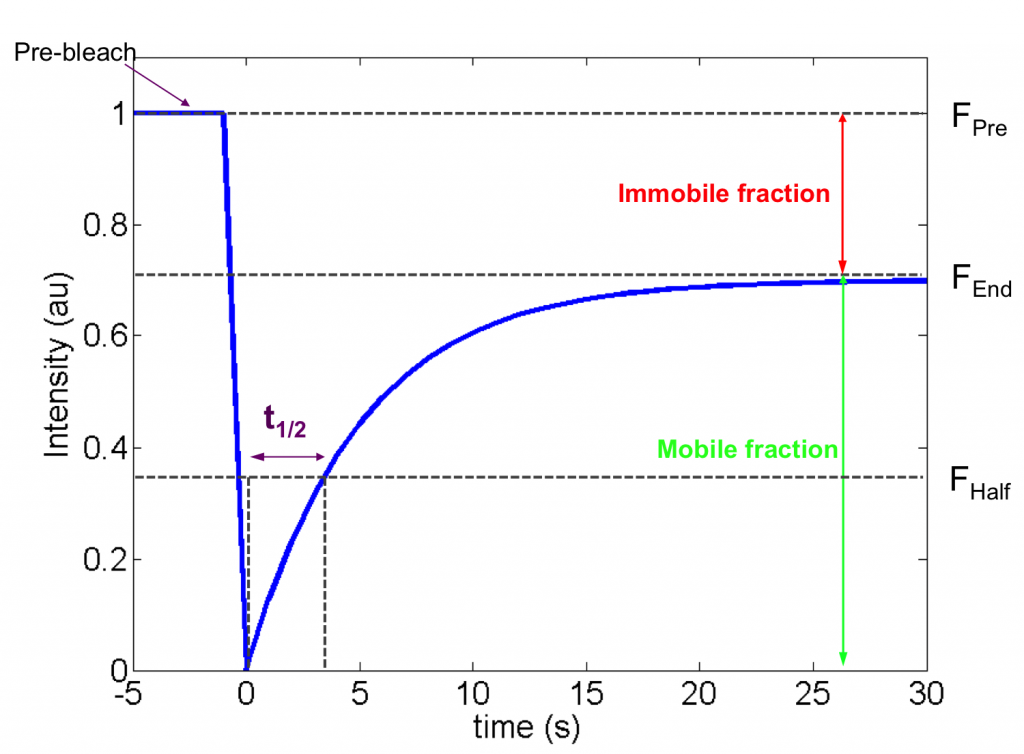 Figure 1. A typical FRAP plot. Various information, including the mobile and immobile fractions, recovery rate and the half time of equilibrium ($t_{\frac{1}{2}}$) can be calculated from the plot as shown.